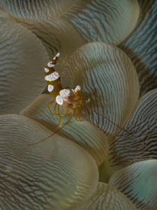 Thor amboinensis on Plerogyra sinuosa by Alex Varani 